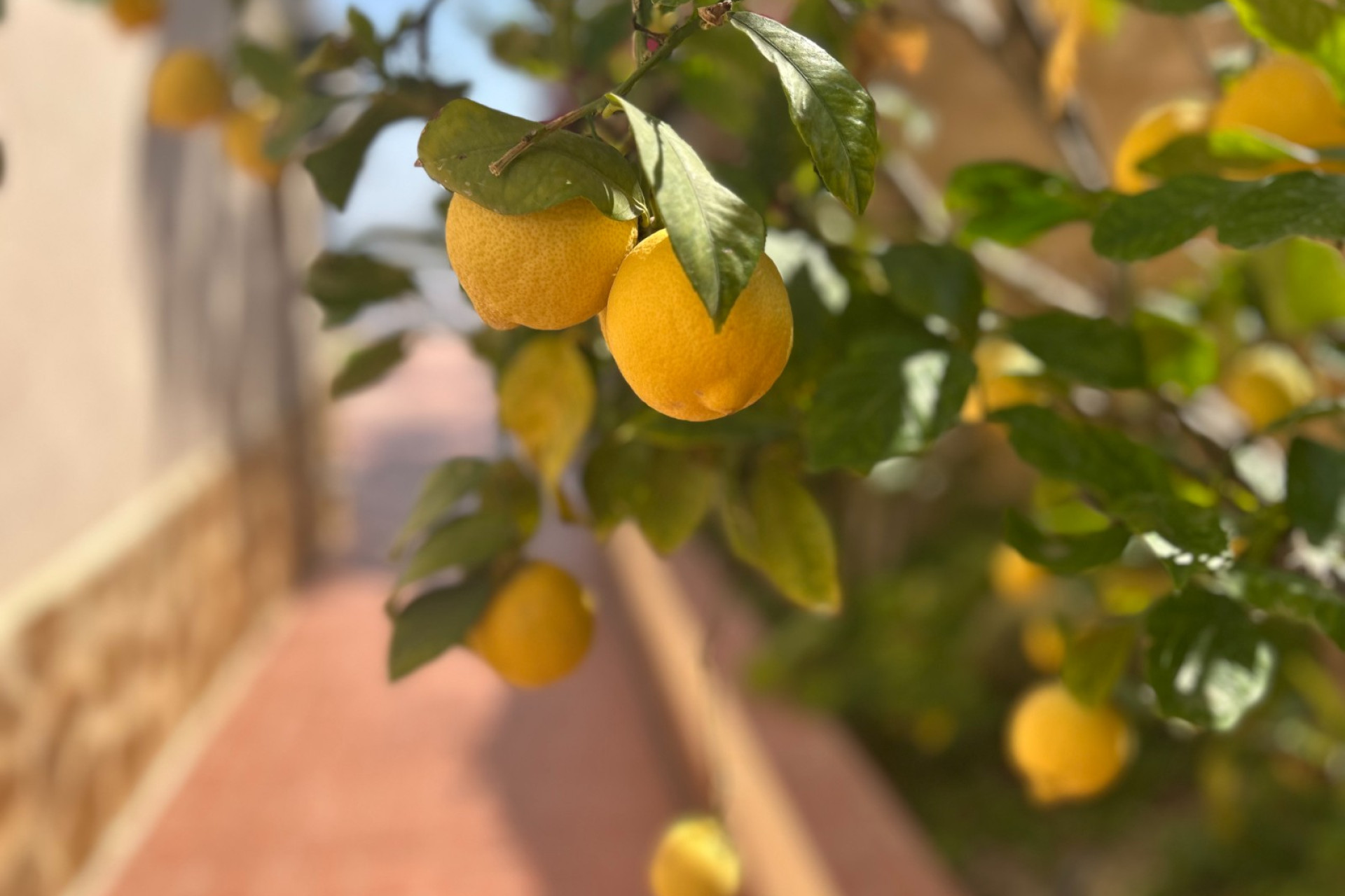 Herverkoop - 3. Halfvrijstaand huis - Algorfa - Costa Blanca Zuid