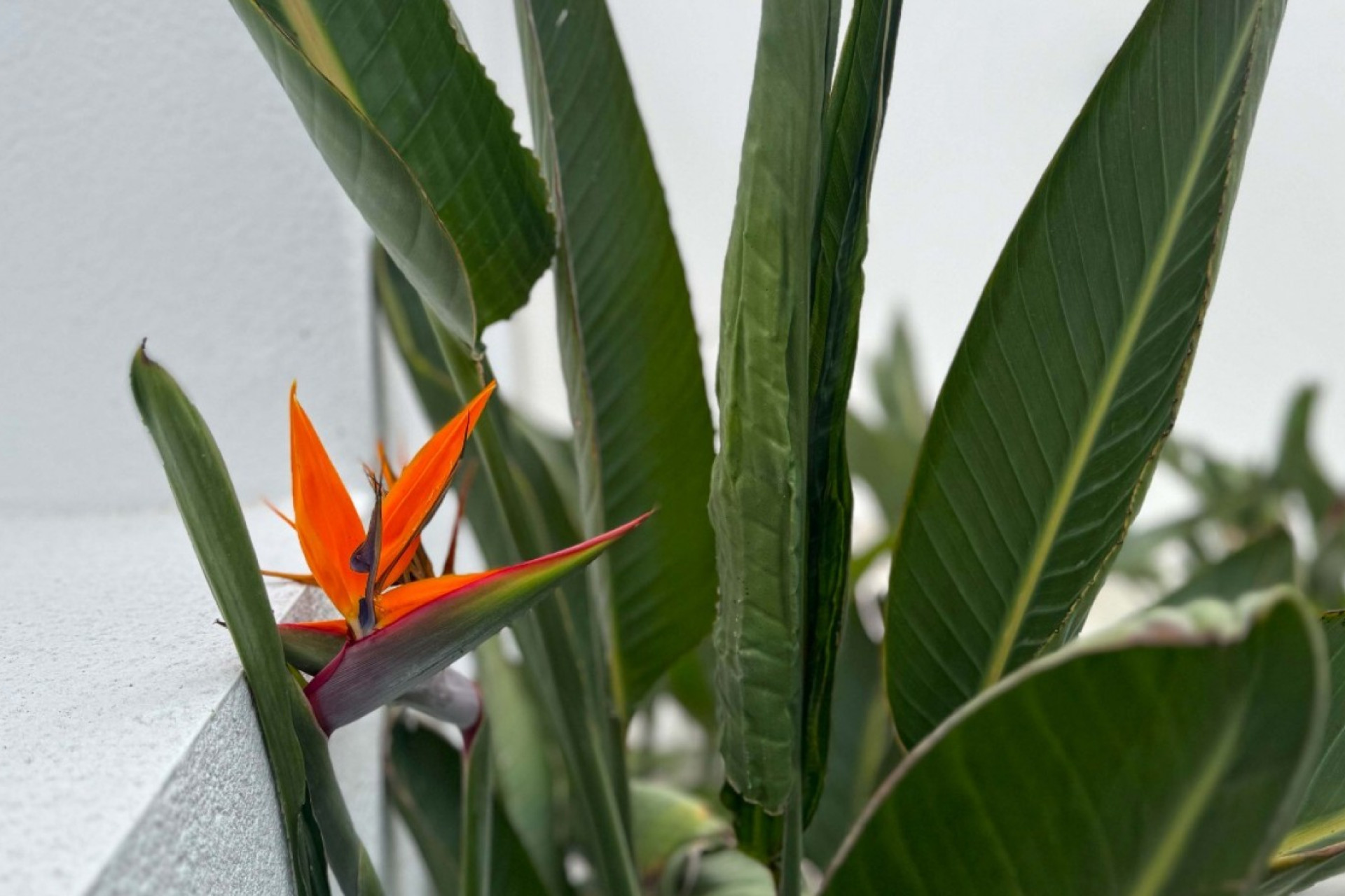 Herverkoop - 3. Halfvrijstaand huis - Torrevieja - Costa Blanca Zuid
