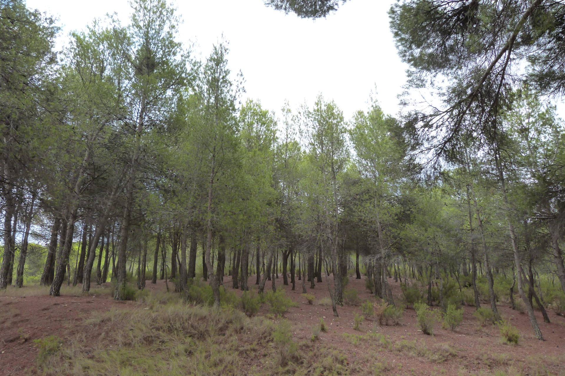 Herverkoop - 5. Finca / Country Property - Ibi - Alcoy