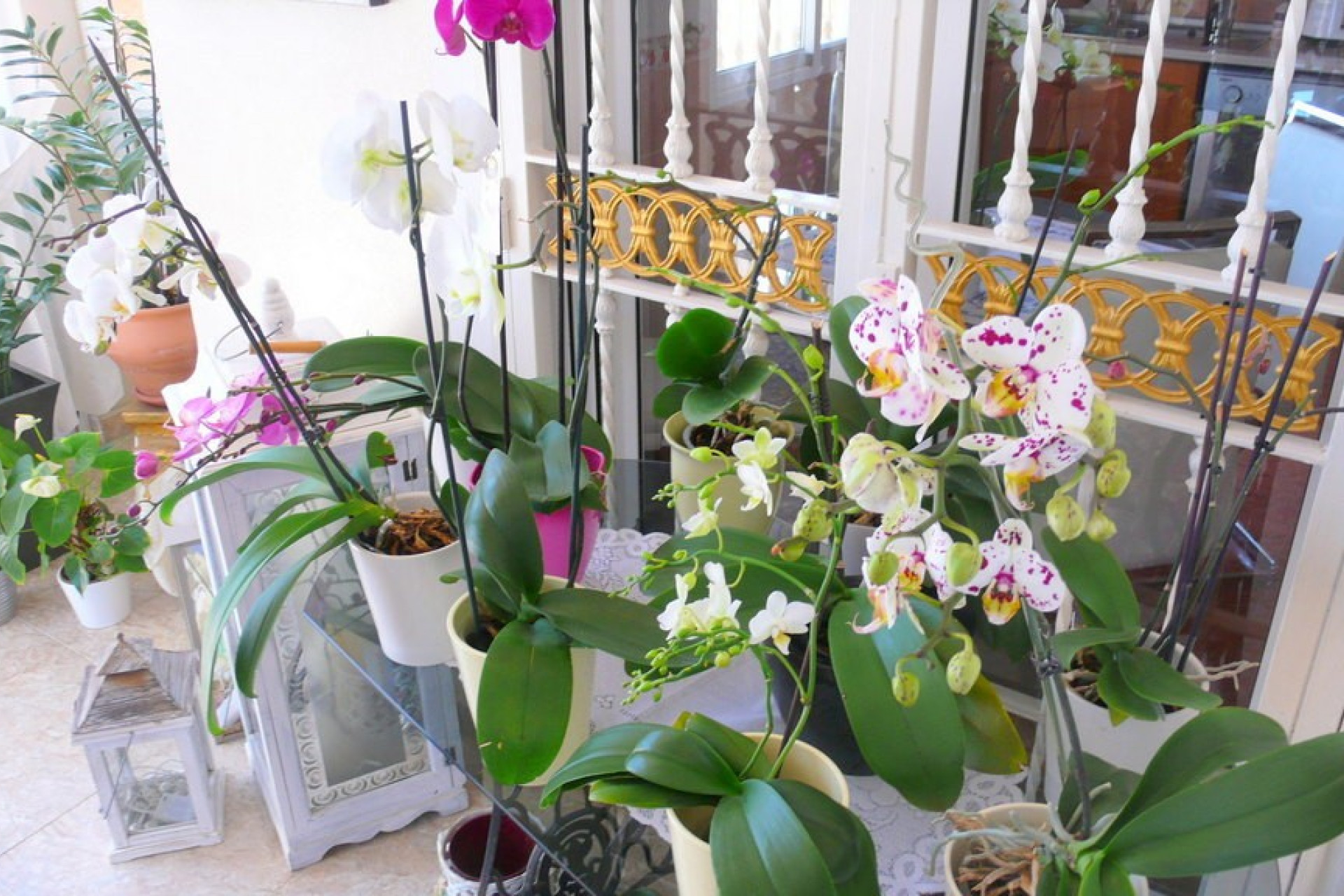 Herverkoop - 7. Finca / landhuis - Dolores - Costa Blanca Zuid