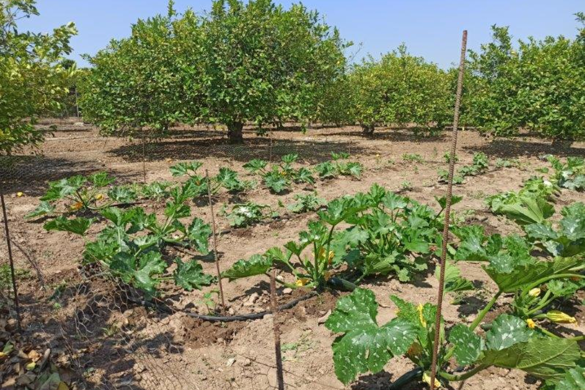 Herverkoop - 7. Finca / landhuis - San Miguel de Salinas - Costa Blanca Zuid