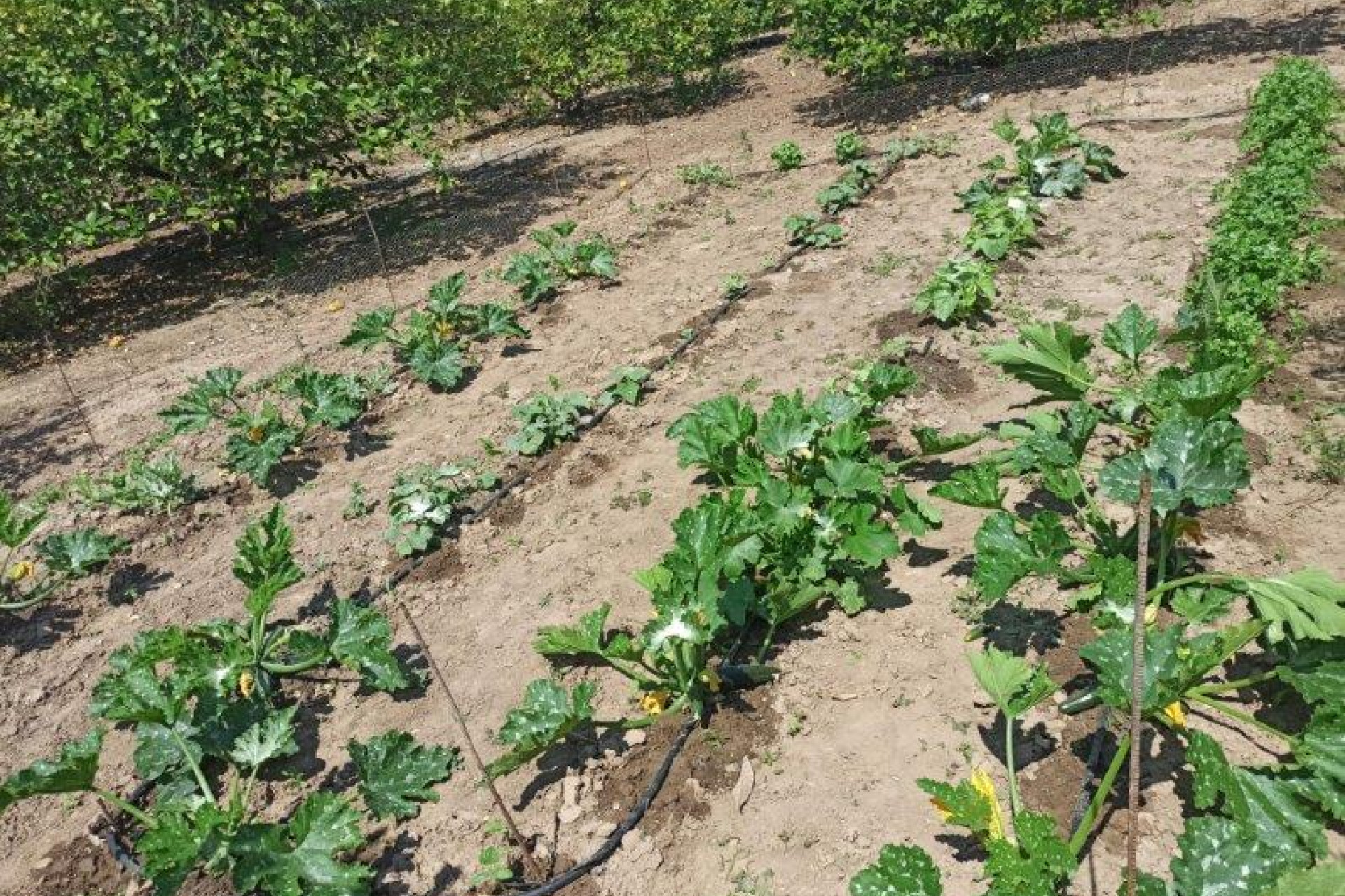 Herverkoop - 7. Finca / landhuis - San Miguel de Salinas - Costa Blanca Zuid