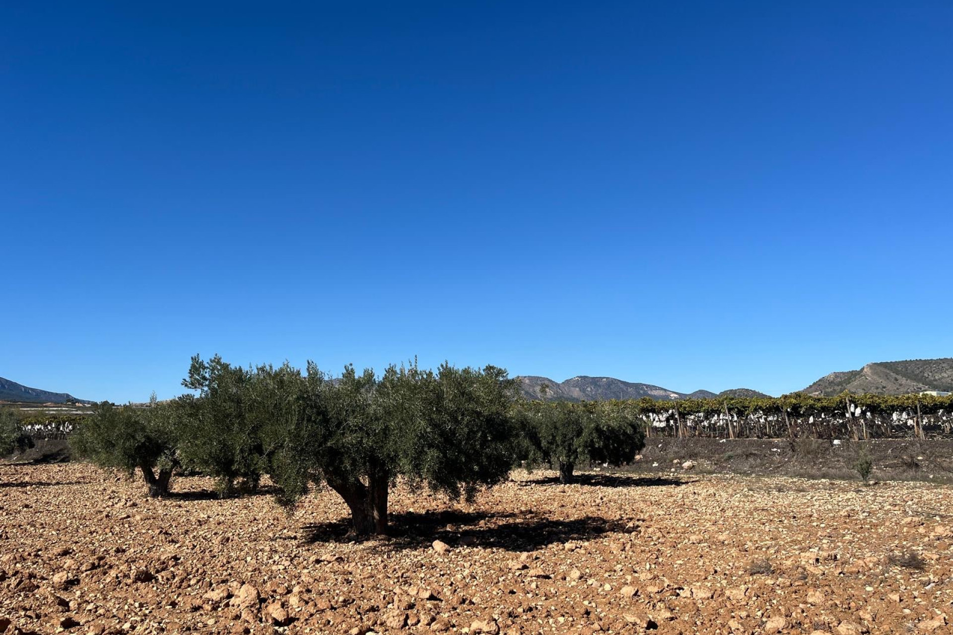 Herverkoop - Bouwgrond - La Romana - Costa Blanca Noord