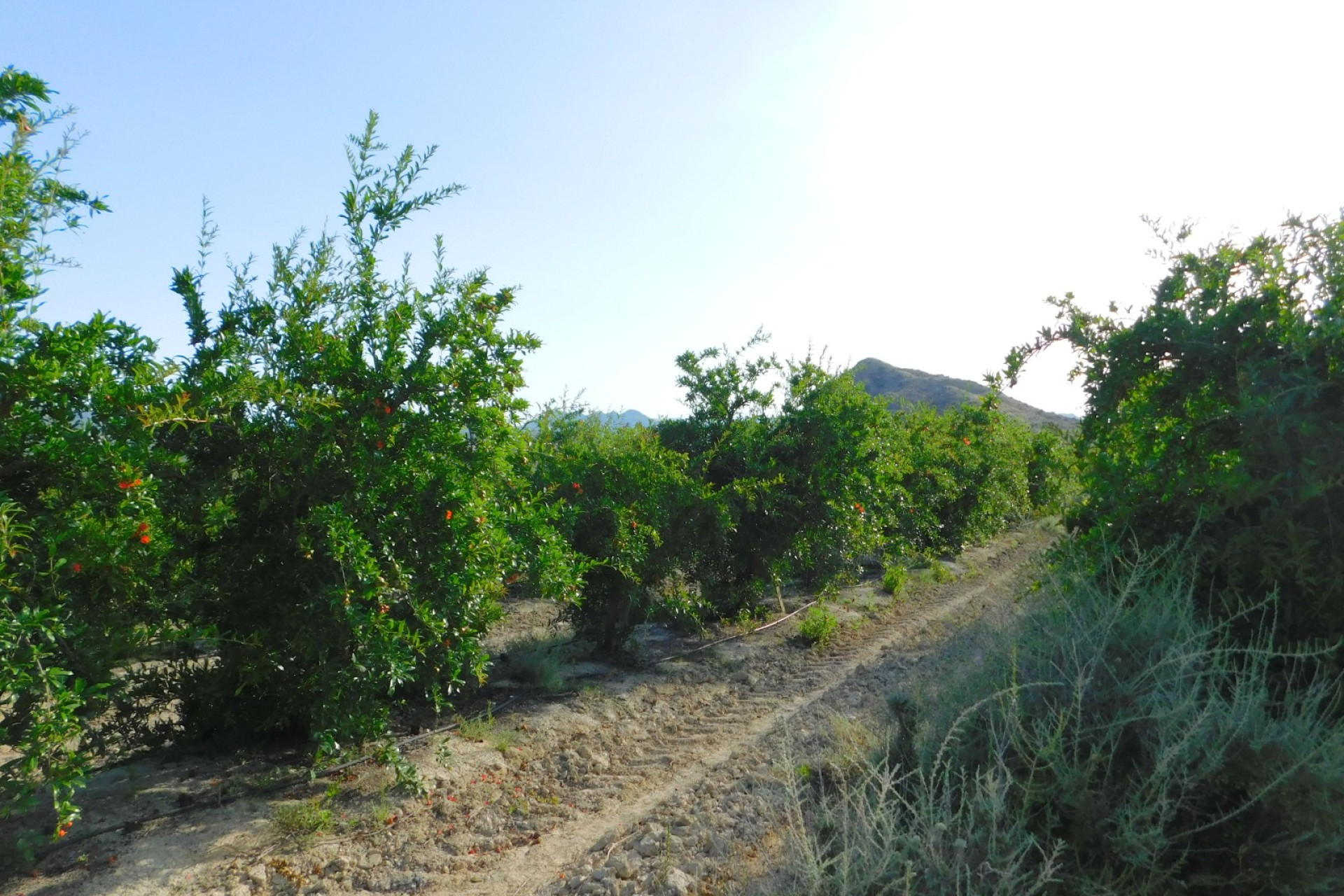 Herverkoop - Bouwgrond - Torremendo - Costa Blanca Zuid