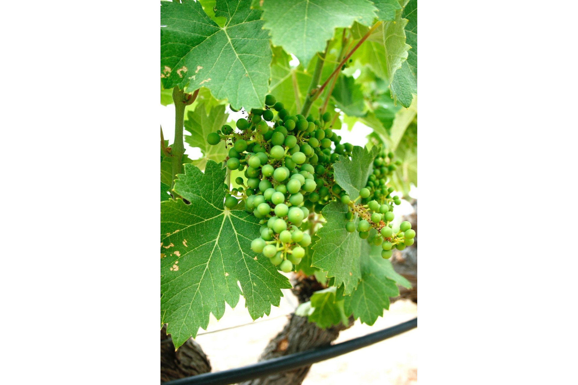 New build - 3. Semi-detached house - Yecla - Costa Calida