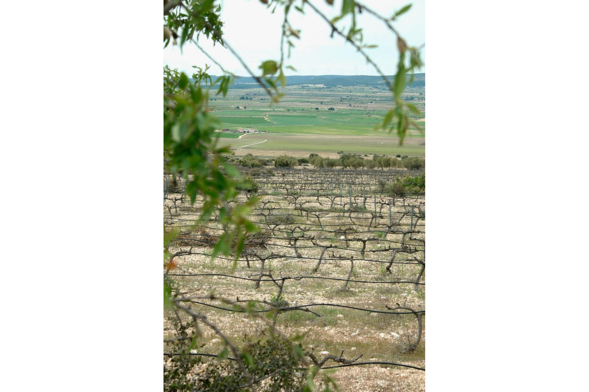 Obra nueva - 3. Casa indepiende - Yecla - Costa Calida