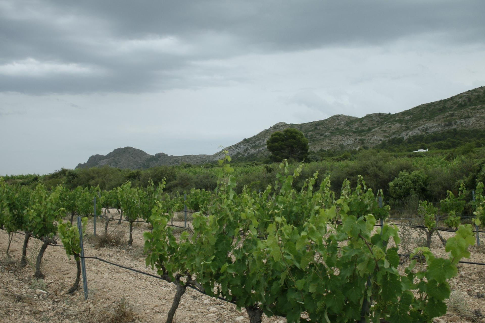 Obra nueva - 3. Casa pareada - Yecla - Costa Calida