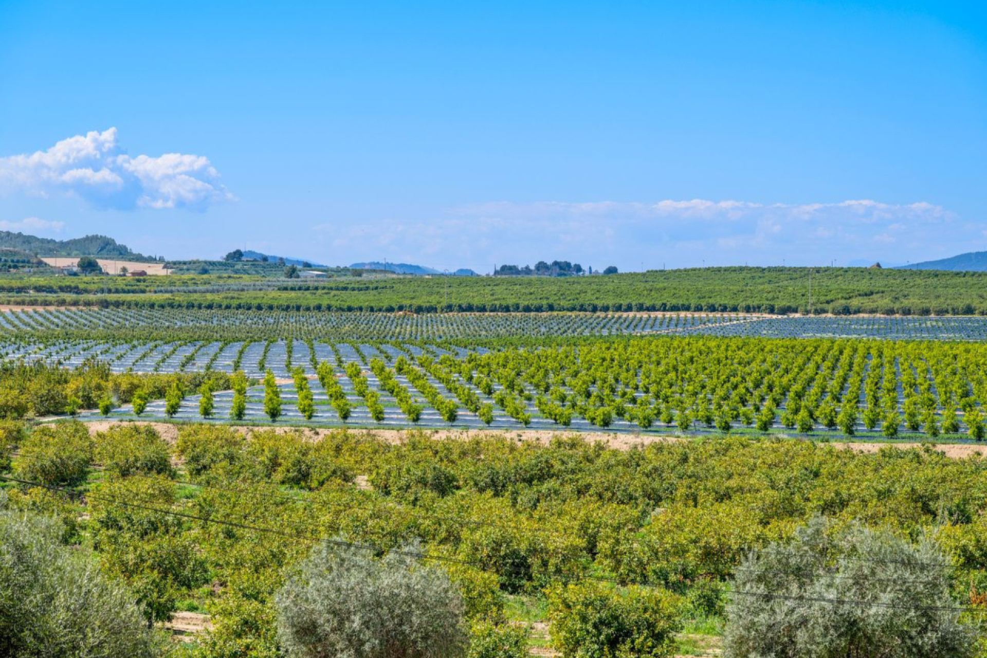 Resale - 1. Apartment / flat - Algorfa - Costa Blanca South