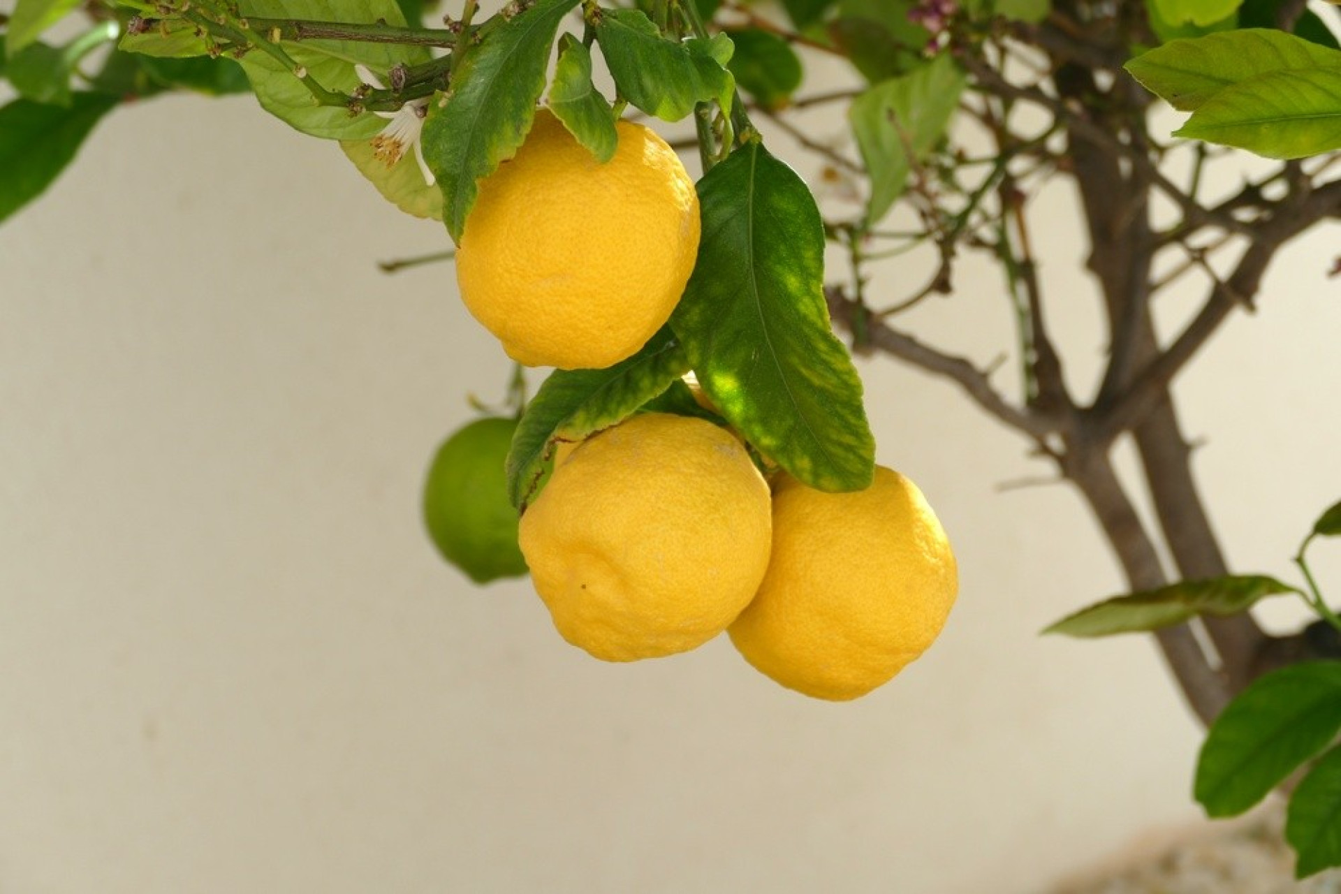 Resale - 3. Detached house - Benijófar - Costa Blanca South