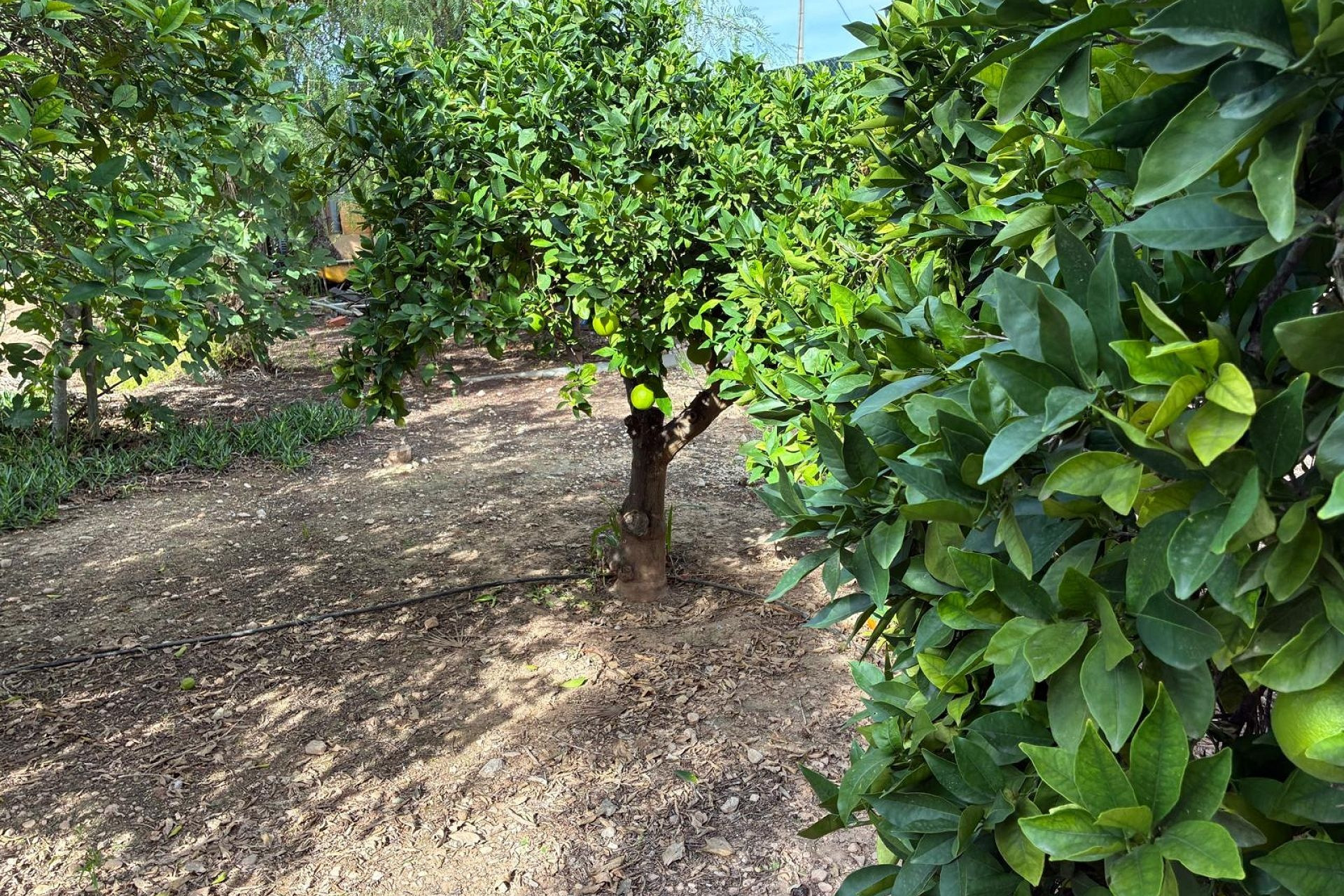 Resale - 3. Detached house - Crevillent - Costa Blanca South