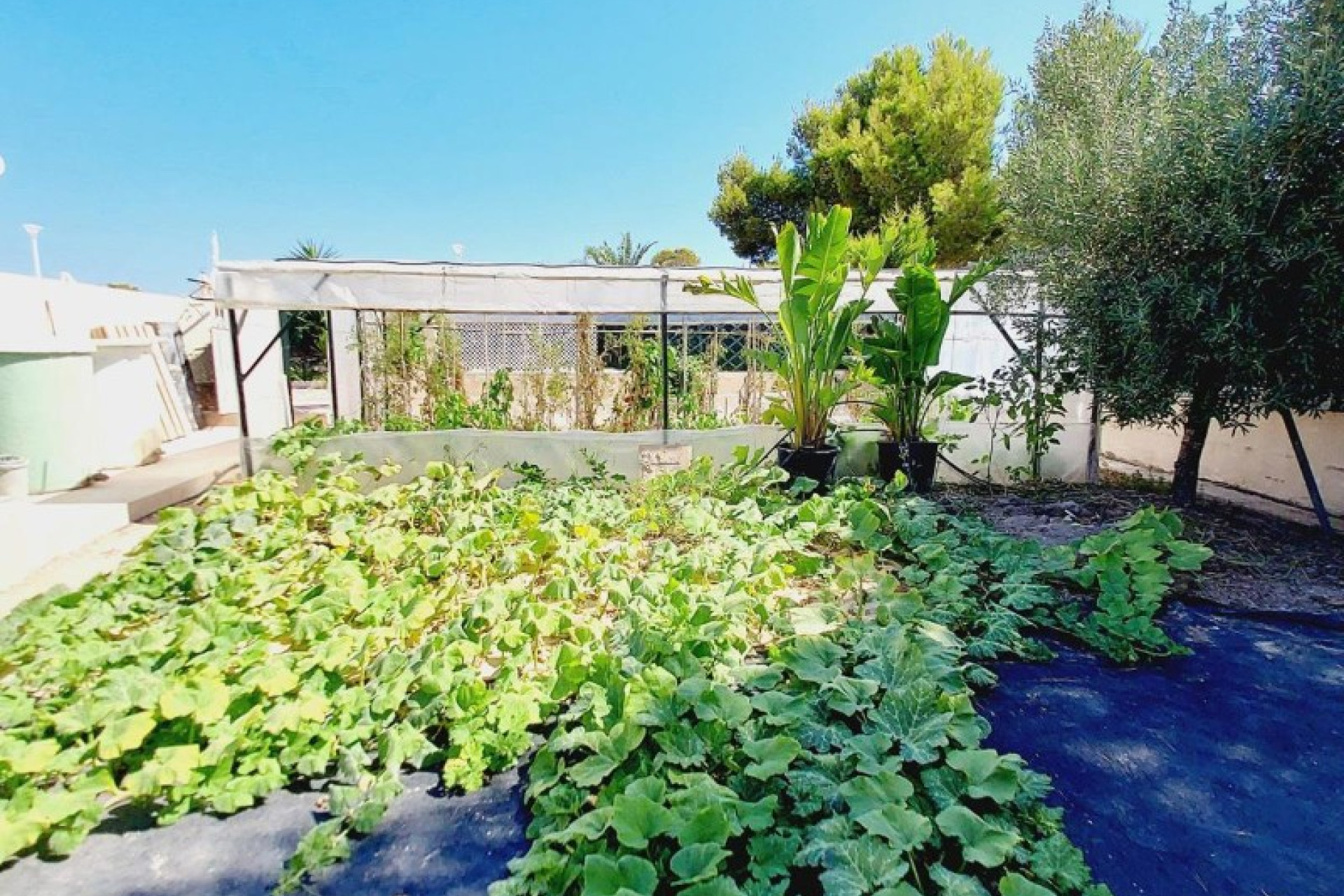 Resale - 3. Semi-detached house - Dehesa de Campoamor - Costa Blanca South