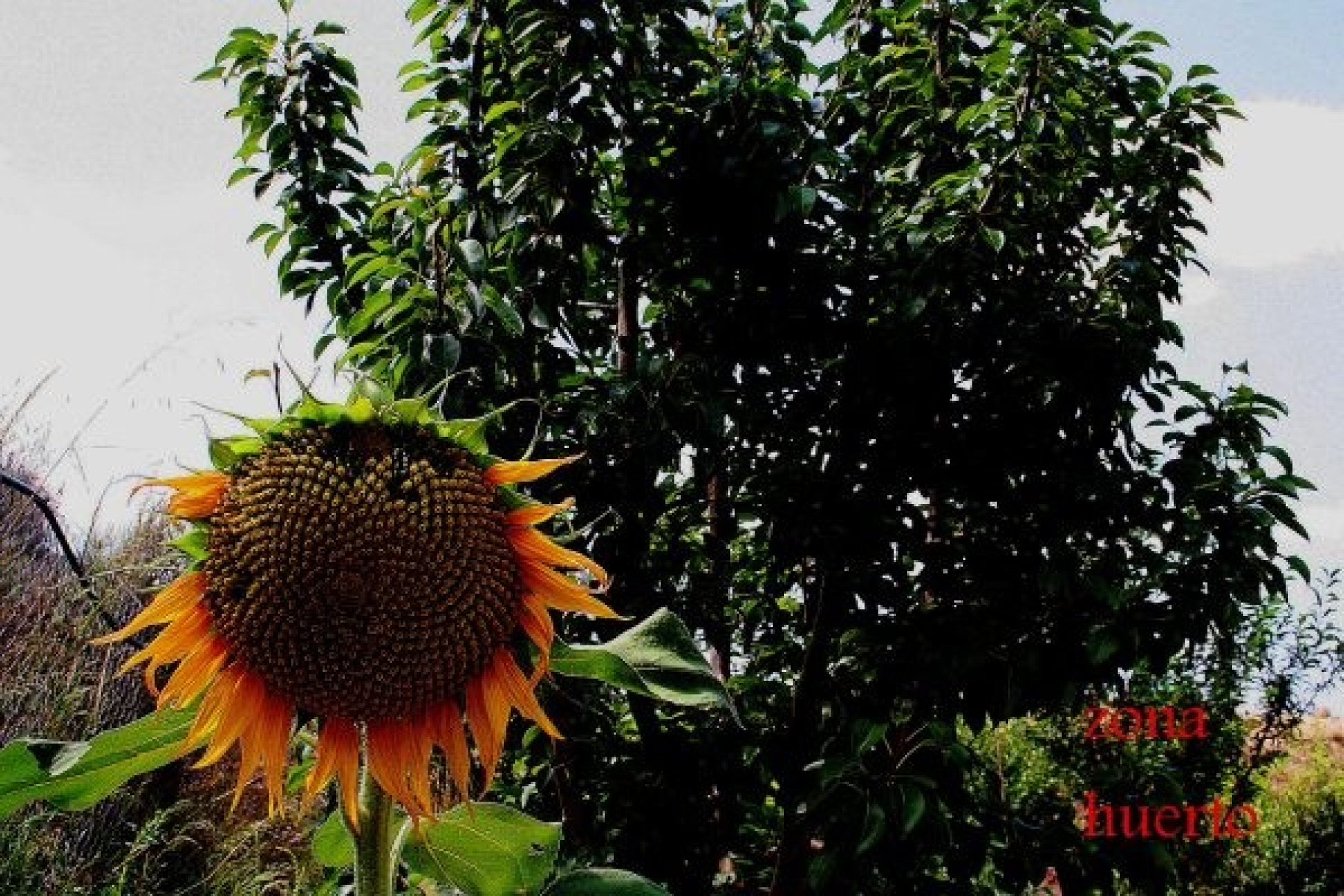 Resale - 3. Semi-detached house - Gea Y Truyols - Costa Calida