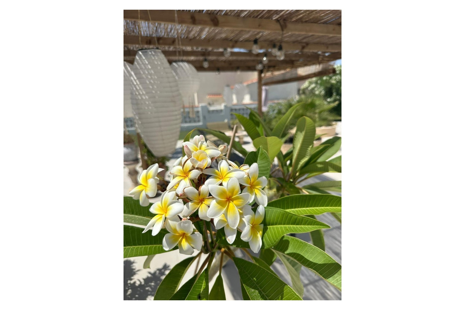 Resale - 3. Semi-detached house - Torrevieja - Costa Blanca South