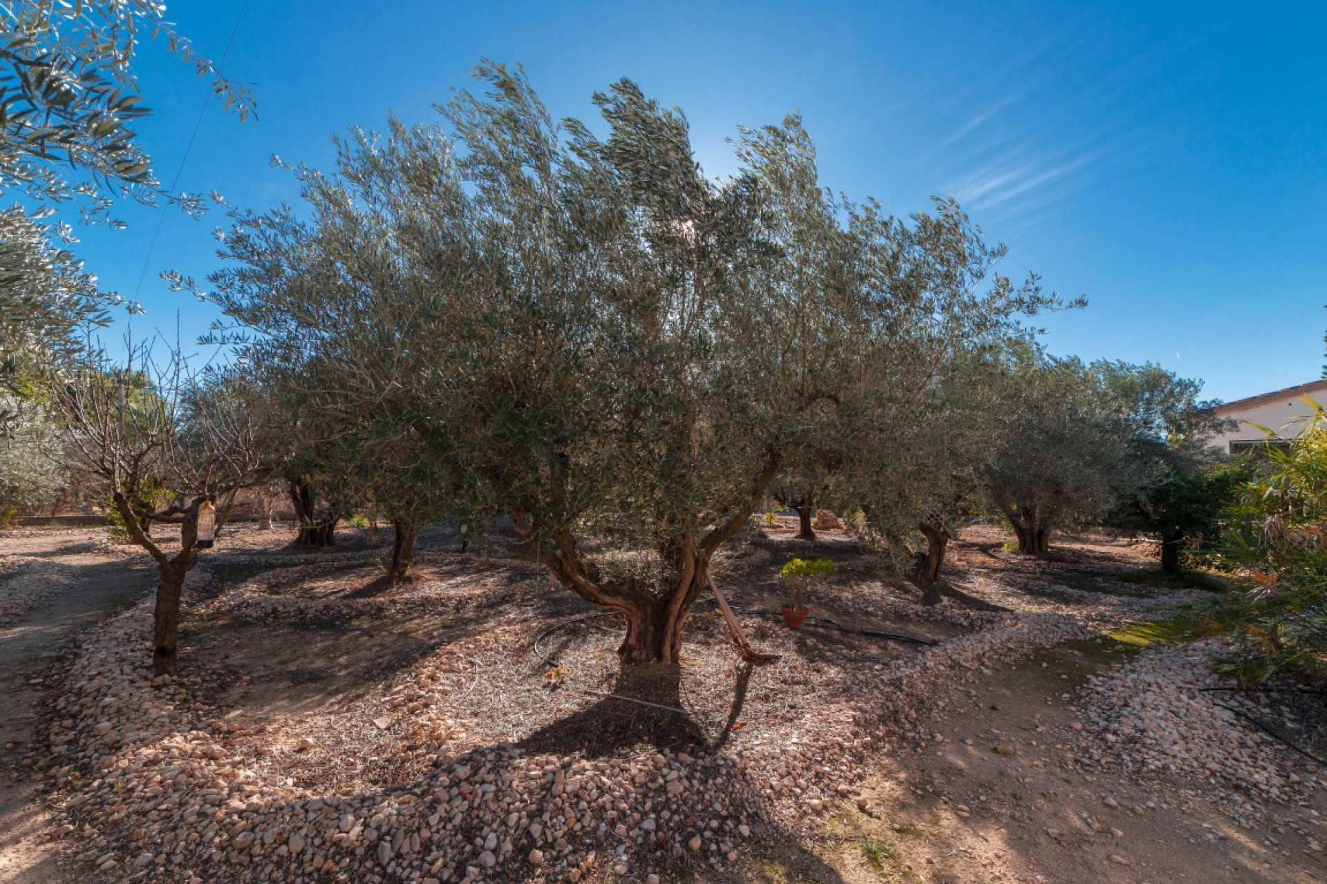 Resale - 7. Finca / Country property - Albatera - Costa Blanca South