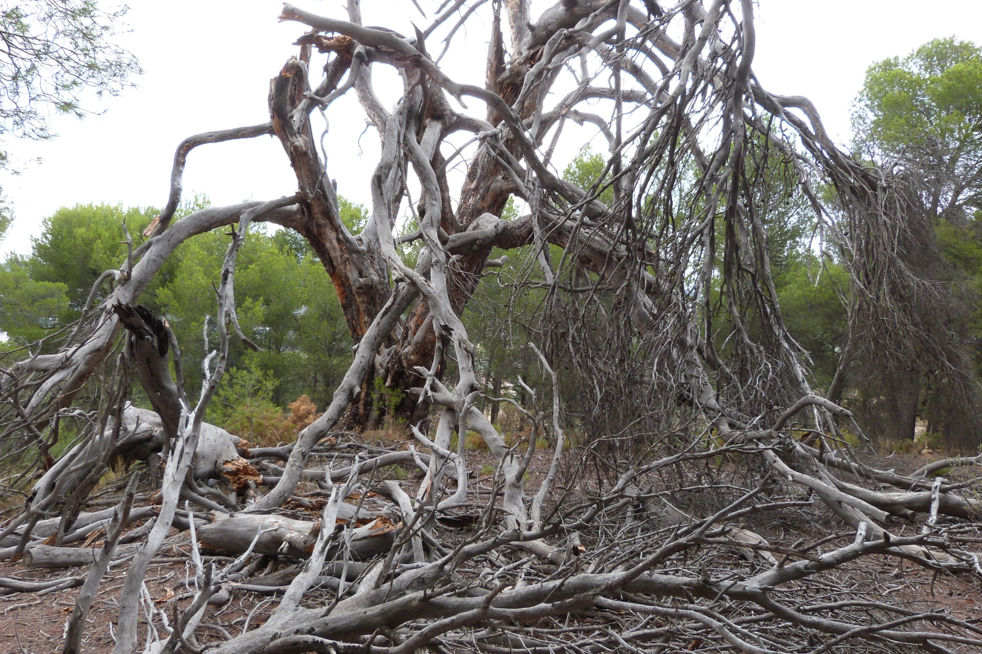 Resale - 7. Finca / Country property - Ibi - Costa Blanca North