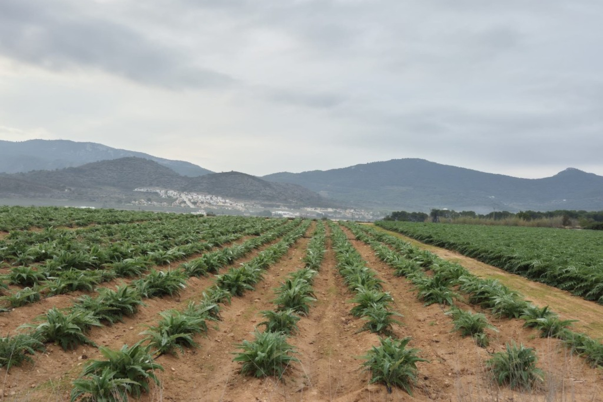 Resale - Building Plot - Hondón de las Nieves - Costa Blanca South