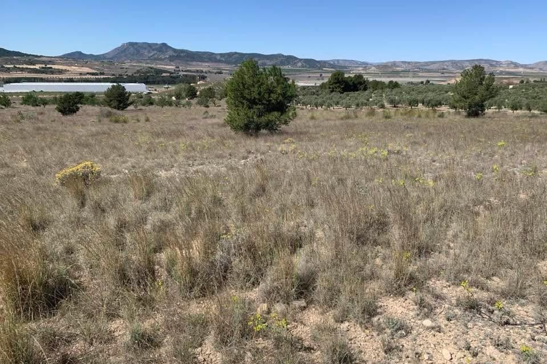 Resale - Building Plot - Sax - Costa Blanca North