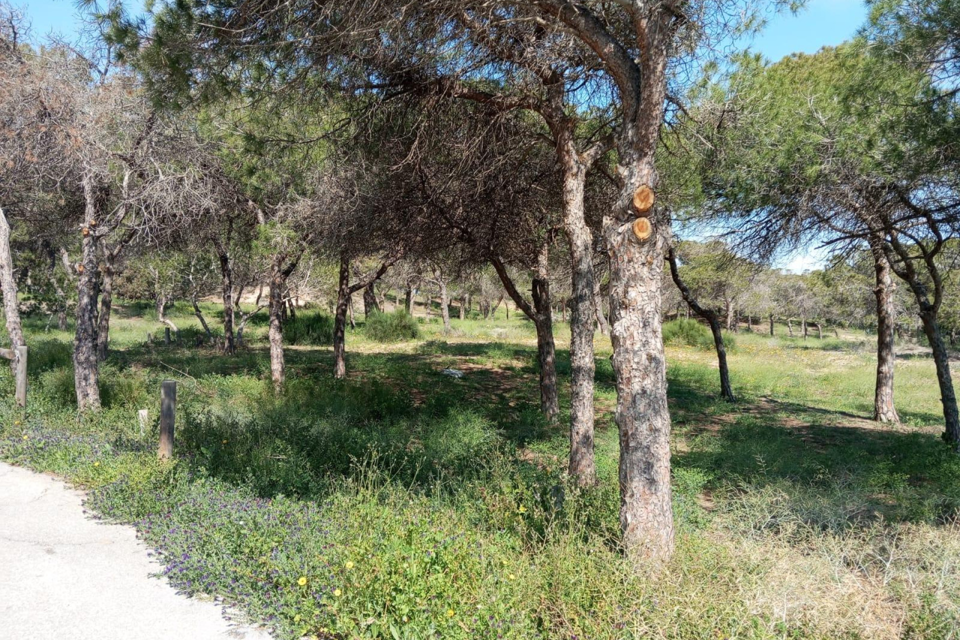 Reventa - 1. Apartamento / piso - Guardamar del Segura - Urbanizaciones