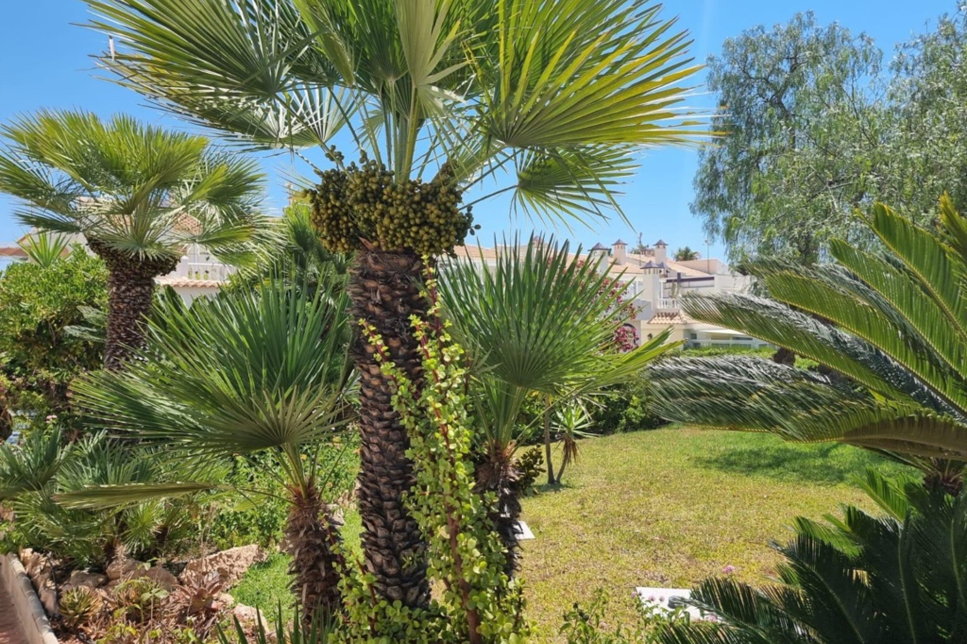 Reventa - 1. Apartamento / piso - Torrevieja - Costa Blanca Sur