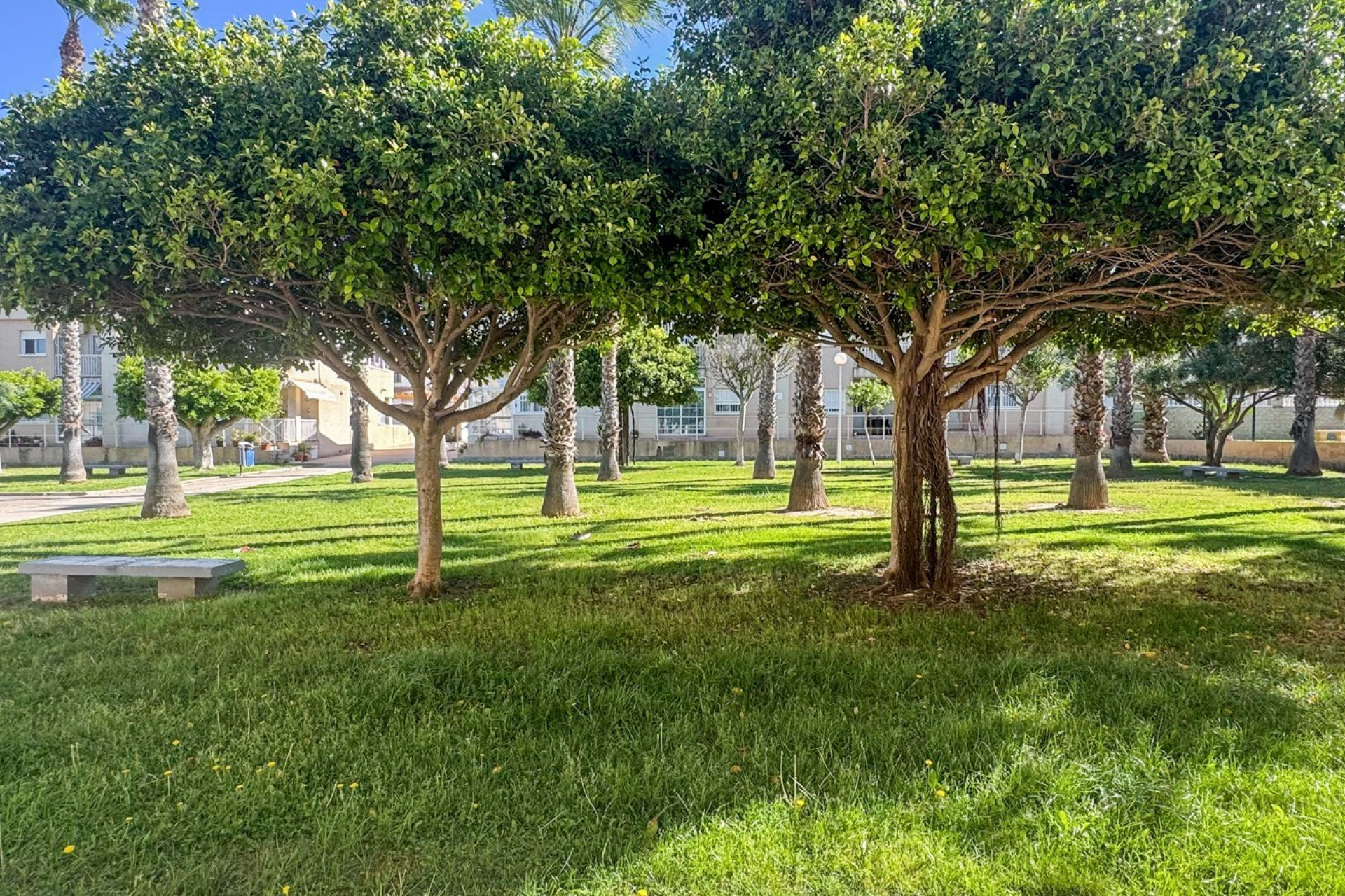 Reventa - 1. Apartamento / piso - Torrevieja - Costa Blanca Sur