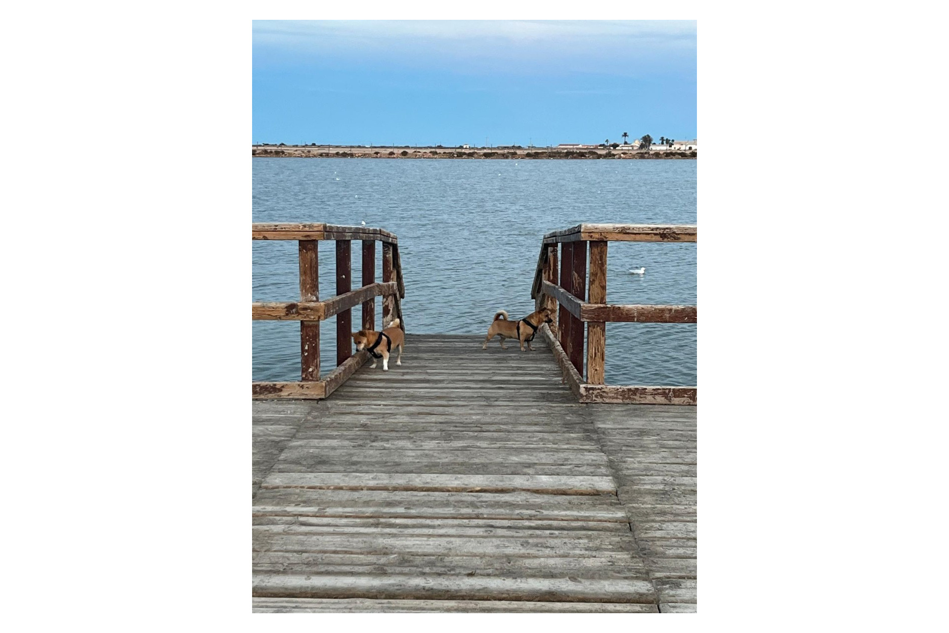 Reventa - 2. Chalet adosado - San Pedro del Pinatar - Costa Calida