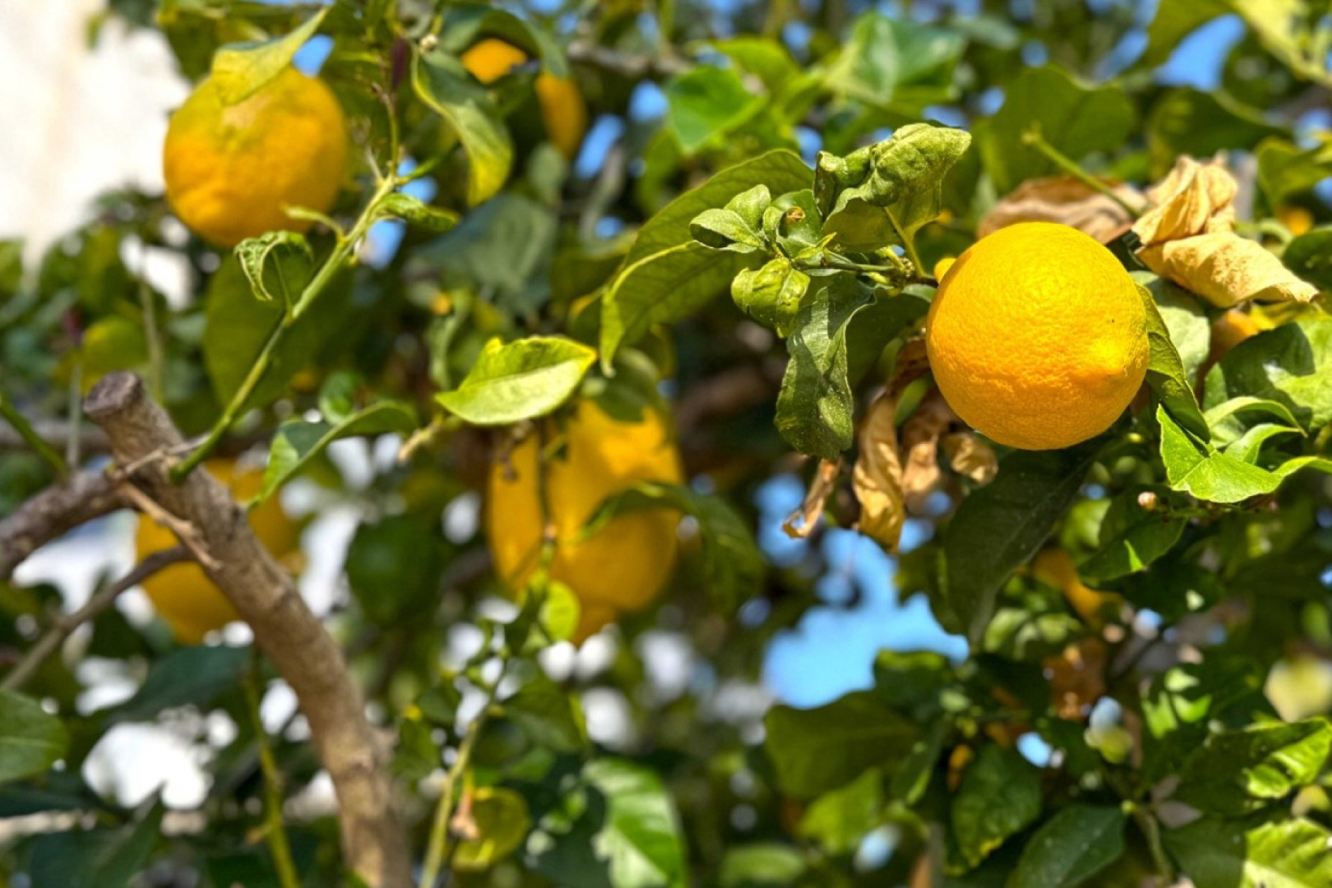 Reventa - 3. Casa indepiende - Orihuela Costa - Costa Blanca Sur