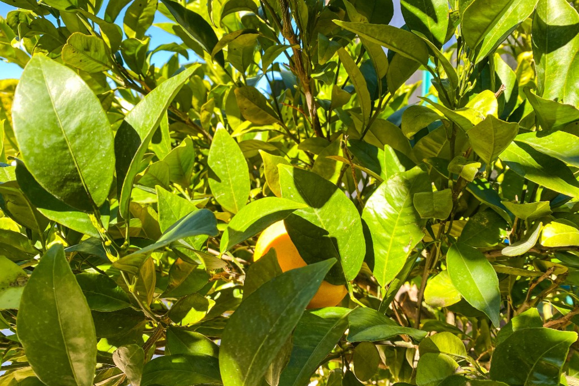 Reventa - 3. Casa pareada - La Zenia - Costa Blanca Sur