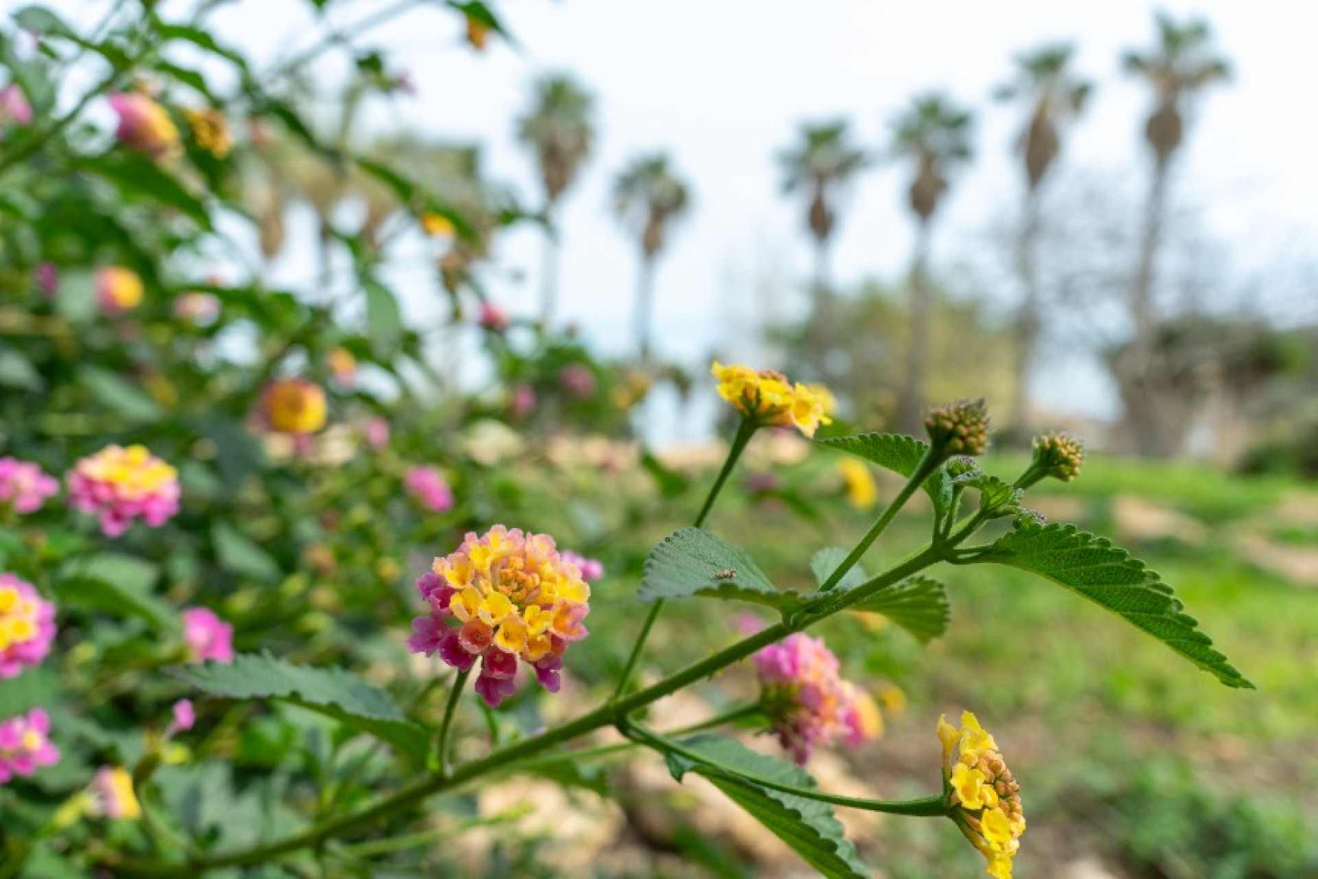 Reventa - 3. Casa pareada - Los Altos - Costa Blanca Sur