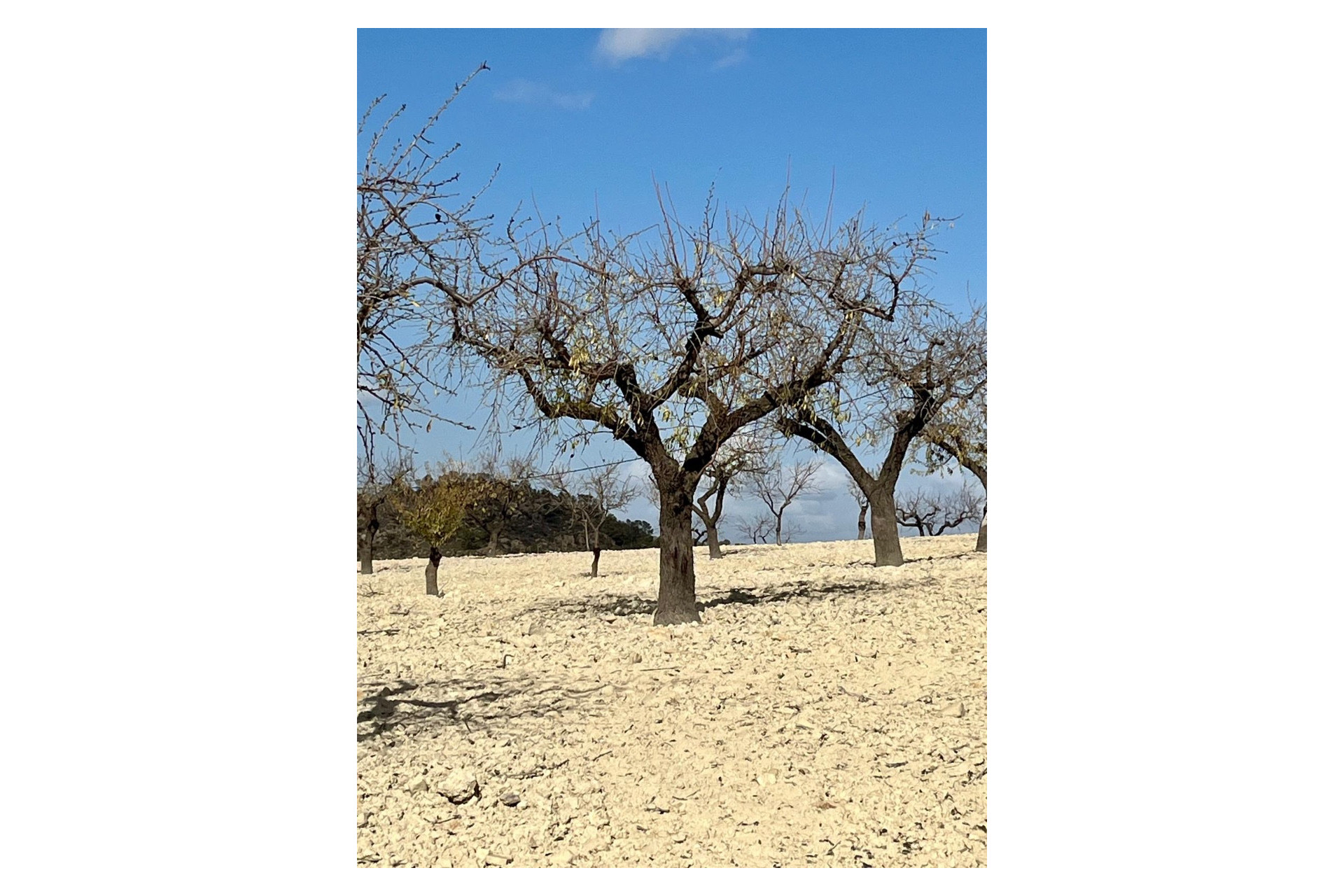 Reventa - Terreno edificable - Bullas - Costa Calida