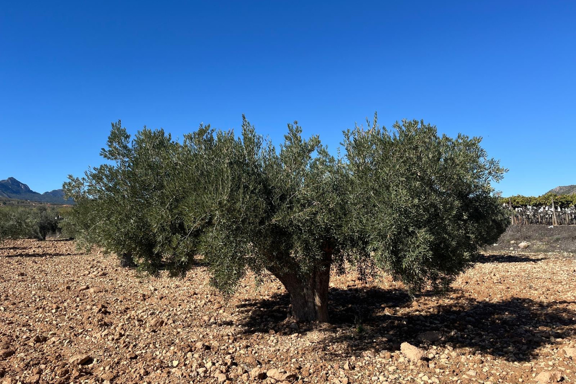 Reventa - Terreno edificable - La Romana - Costa Blanca Norte 