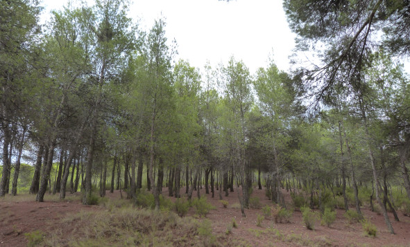 Resale - 5. Finca / Country Property - Ibi - Alcoy