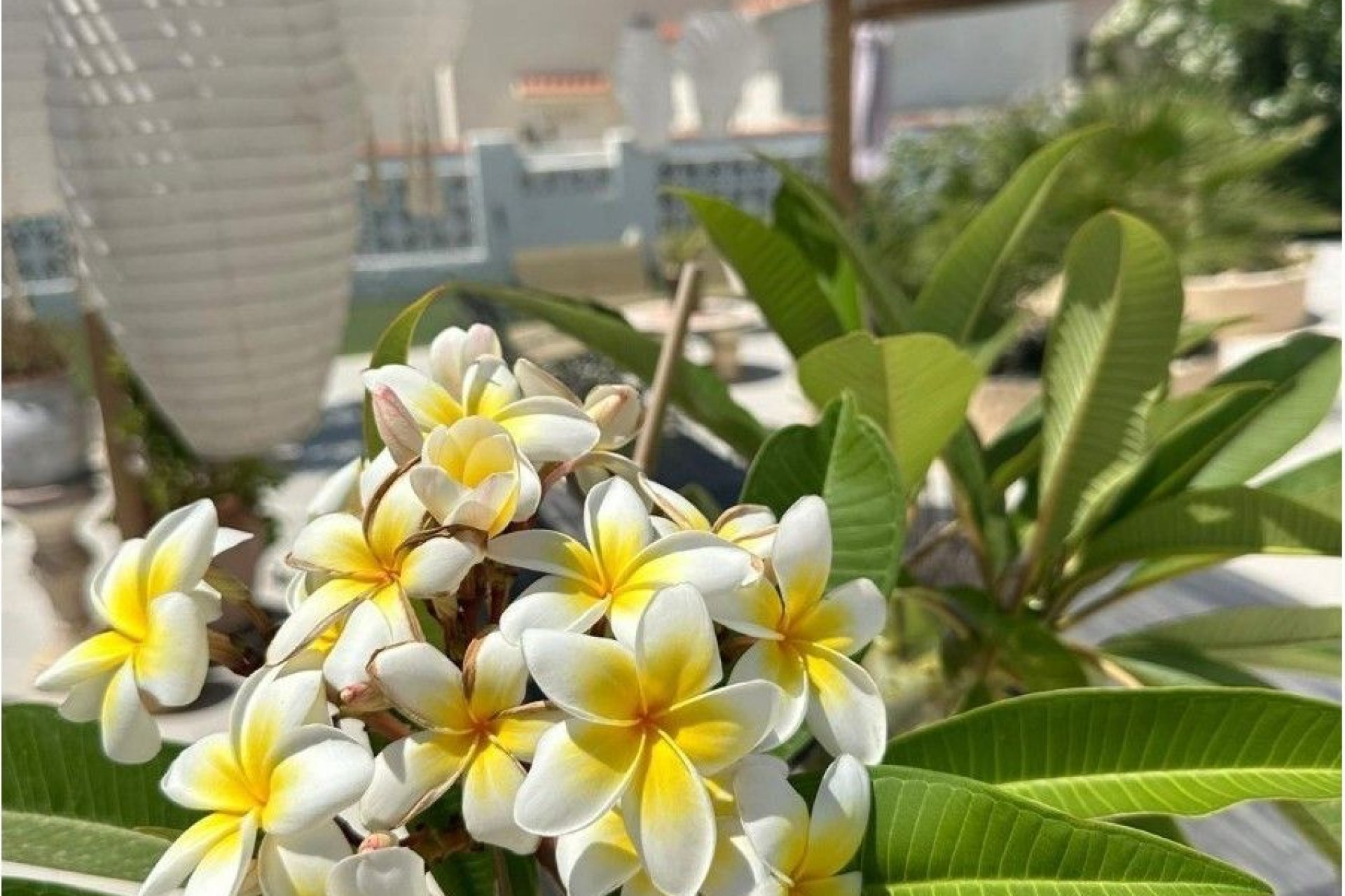 Resale - Villa - Torrevieja - Costa Blanca South