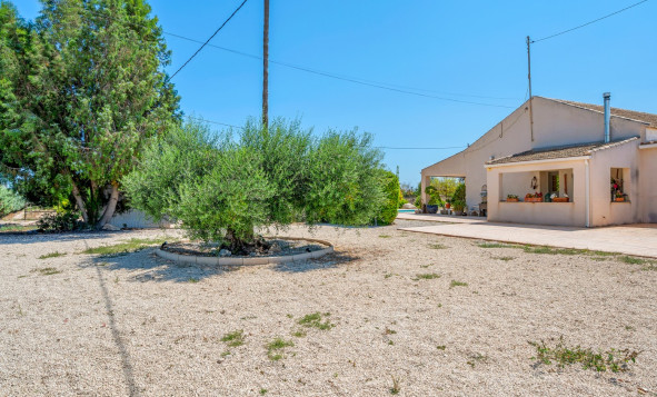 Resale - 7. Finca / Country property - Elche - Costa Blanca South