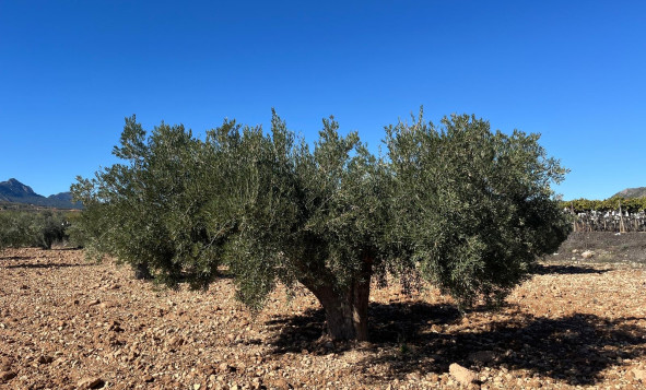 Herverkoop - Bouwgrond - La Romana - Costa Blanca Noord
