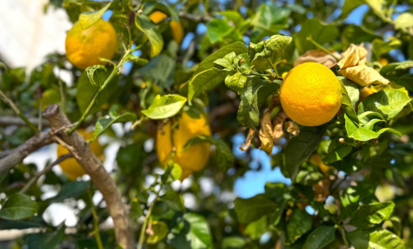 Herverkoop - 3. Halfvrijstaand huis - Orihuela Costa - Costa Blanca Zuid