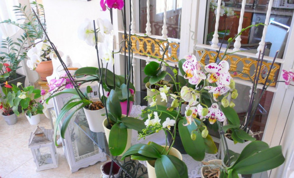 Reventa - 7. Finca - Dolores - Costa Blanca Sur