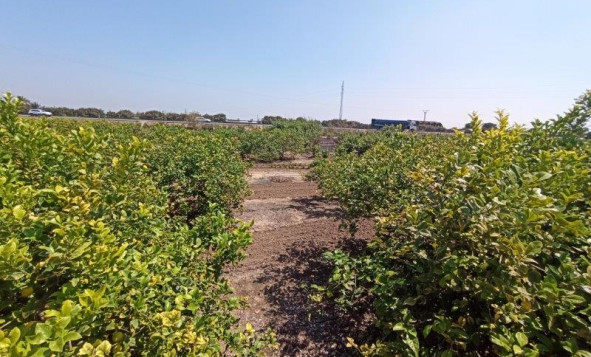 Herverkoop - 7. Finca / landhuis - San Miguel de Salinas - Costa Blanca Zuid