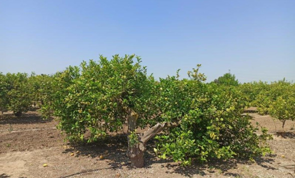 Herverkoop - 7. Finca / landhuis - San Miguel de Salinas - Costa Blanca Zuid