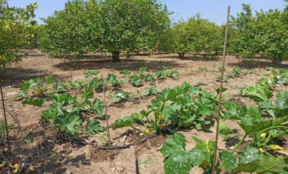 Herverkoop - 7. Finca / landhuis - San Miguel de Salinas - Costa Blanca Zuid