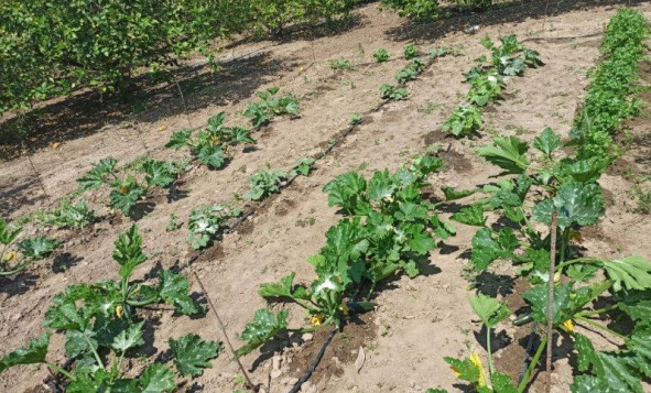 Herverkoop - 7. Finca / landhuis - San Miguel de Salinas - Costa Blanca Zuid