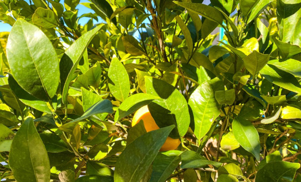 Herverkoop - 3. Halfvrijstaand huis - La Zenia - Costa Blanca Zuid