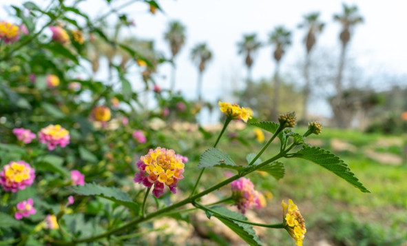Herverkoop - 3. Halfvrijstaand huis - Los Altos - Costa Blanca Zuid