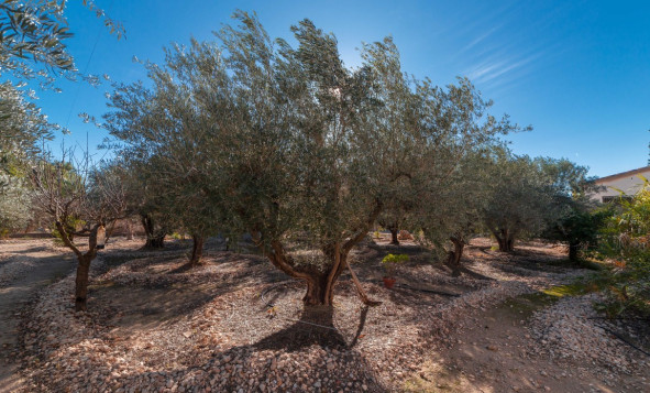 Herverkoop - 7. Finca / landhuis - Albatera - Costa Blanca Zuid