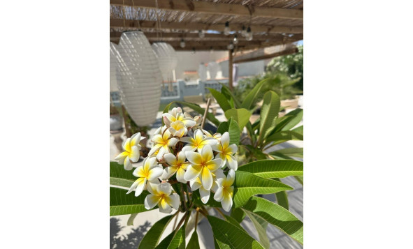 Herverkoop - 3. Halfvrijstaand huis - Torrevieja - Costa Blanca Zuid