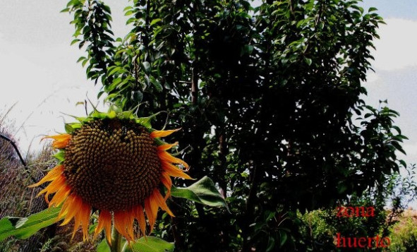 Herverkoop - 3. Halfvrijstaand huis - Gea Y Truyols - Costa Calida