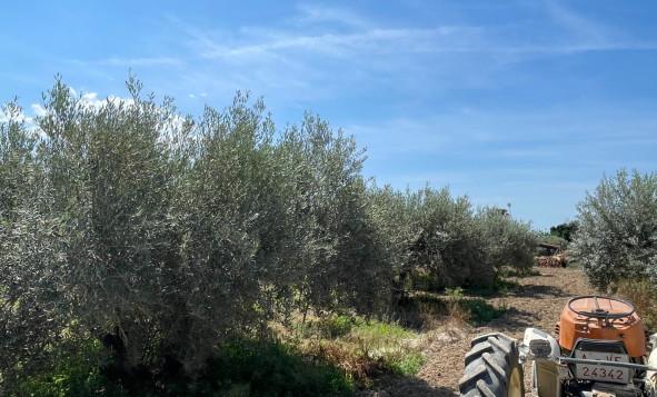 Resale - 3. Detached house - Crevillent - Crevillente