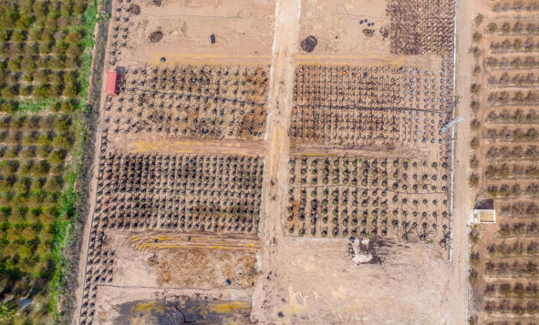 Resale - 7. Finca / Country property - Crevillent - Costa Blanca South