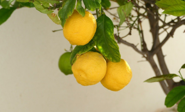 Resale - 3. Detached house - Benijófar - Costa Blanca South