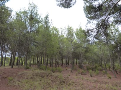 Country Property · Reventa - Ibi · Ibi - Country · Alicante · España