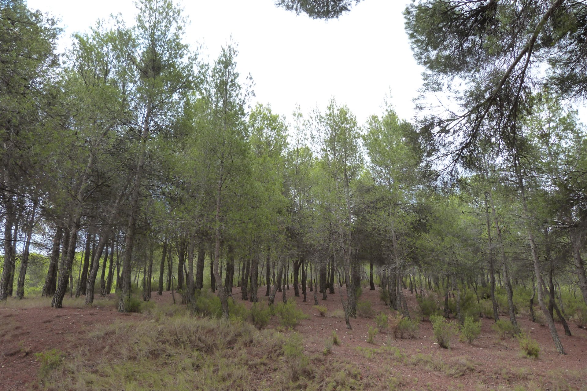 Reventa - Country Property - Ibi